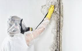 Mold Removal